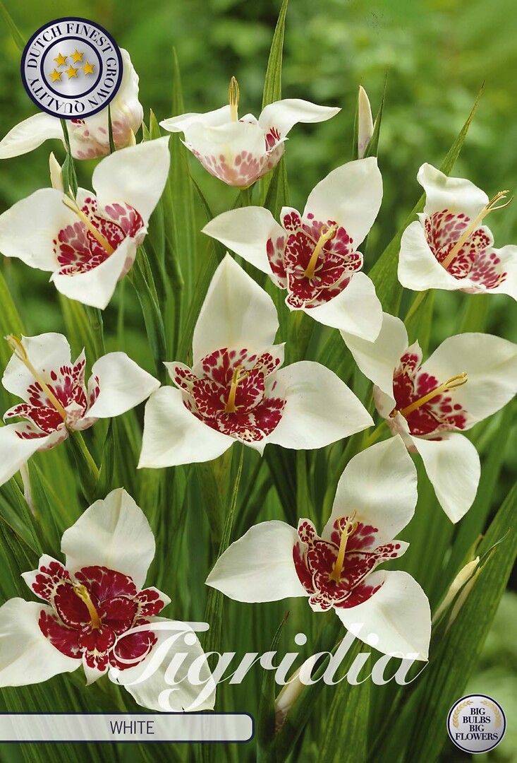 Tigridia White