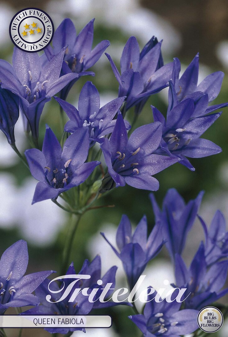 Tritelia Queen Fabiola