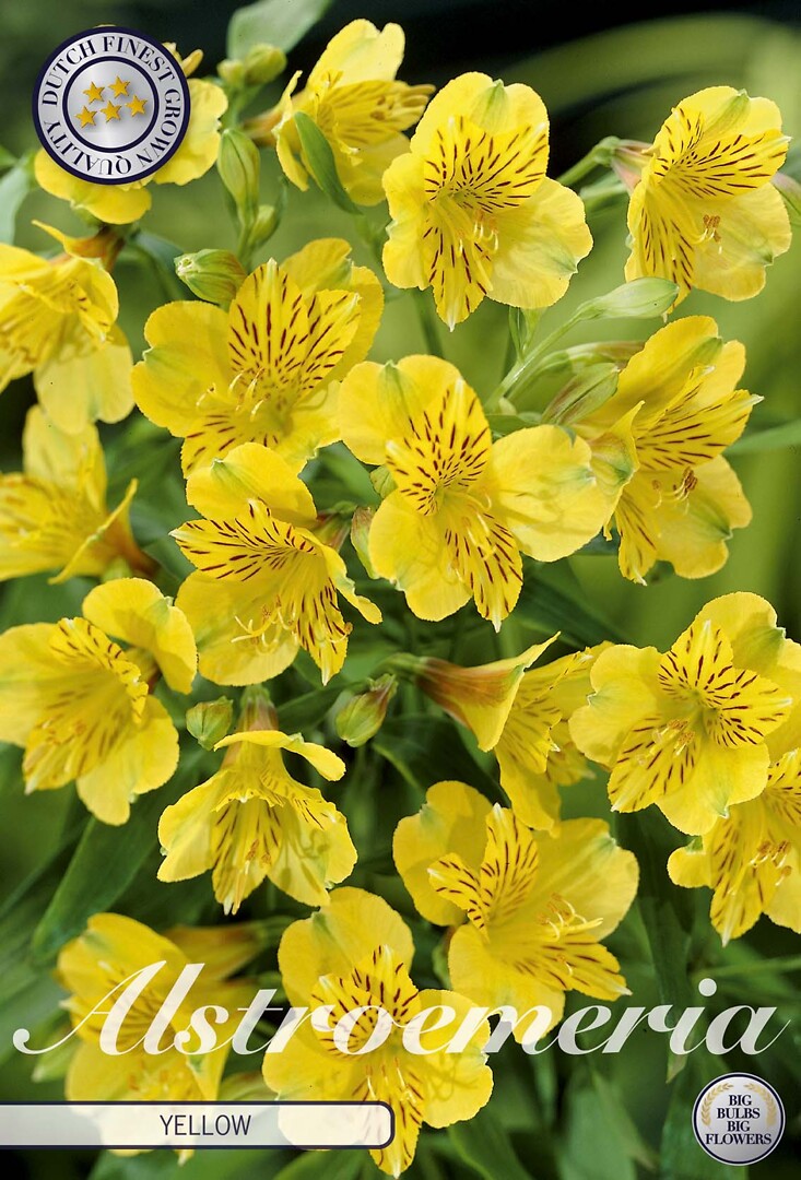 Alstroemeria Yellow