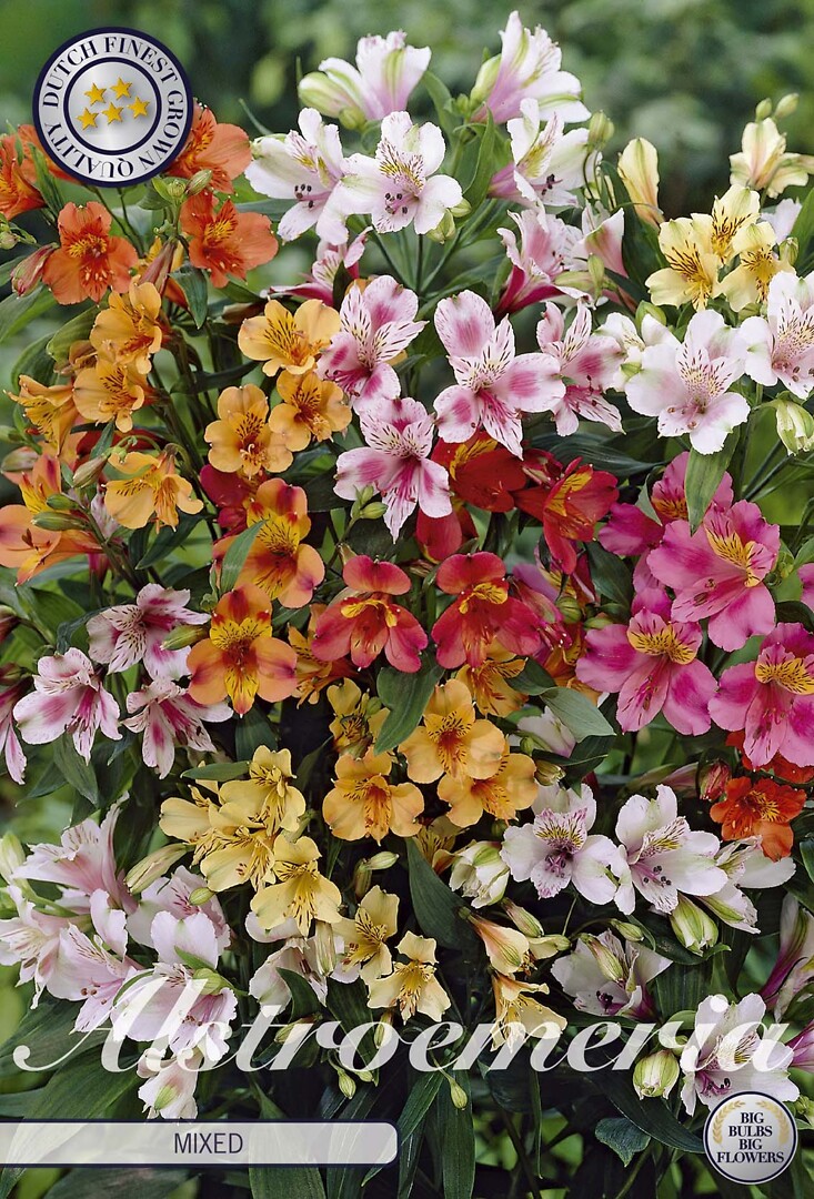 Alstroemeria Mixed