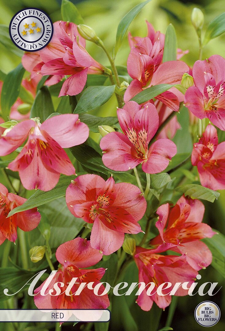 Alstroemeria Red