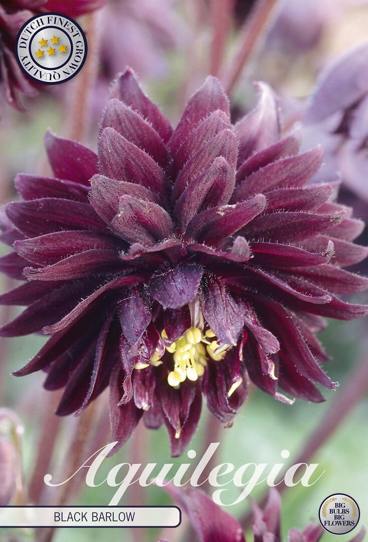 Aquilegia Black Barlow