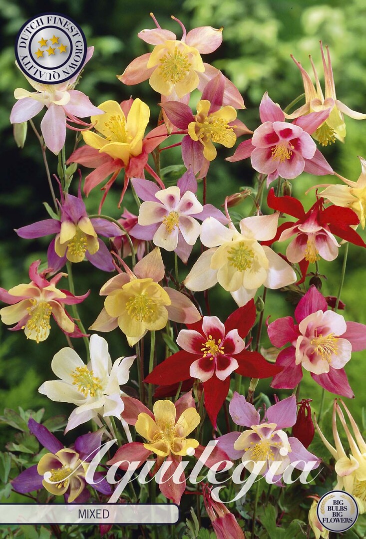 Aquilegia Mixed