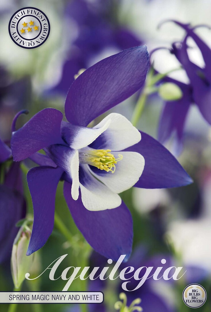 Aquilegia Spring Magic Navy And White
