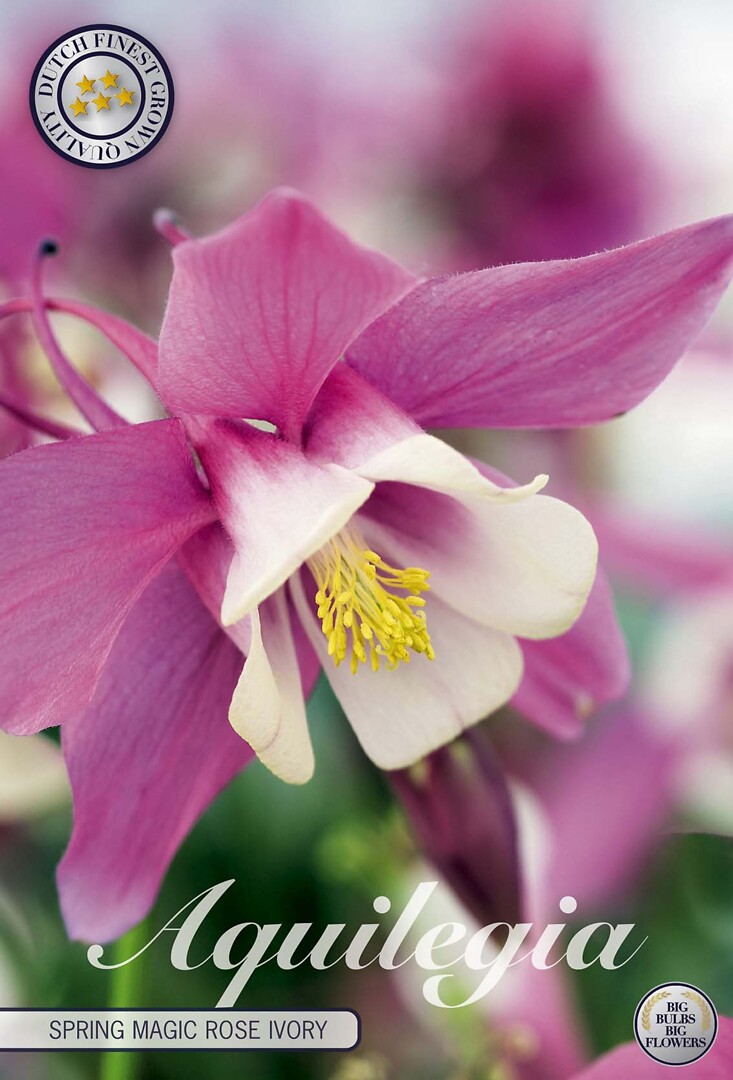 Aquilegia Spring Magic Rose Ivory