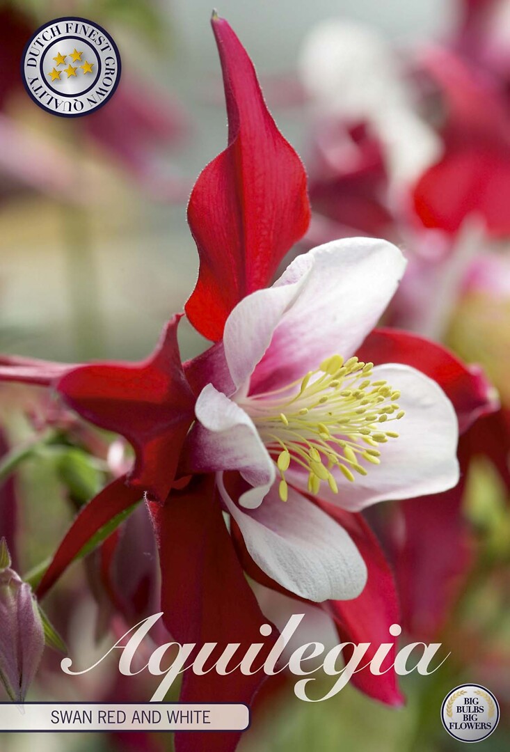 Aquilegia Swan Red And White