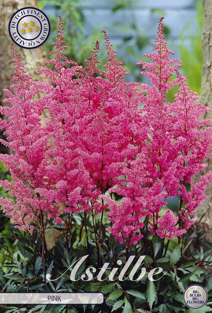 Astible Pink