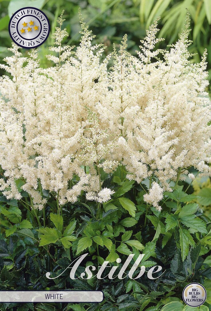 Astible White
