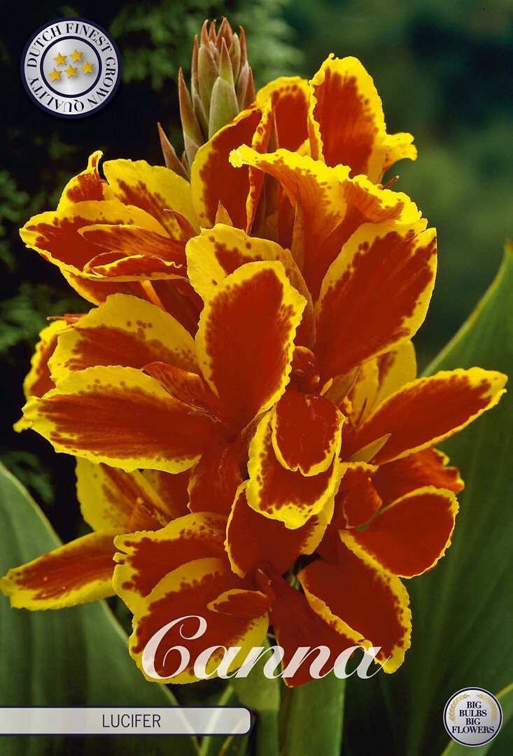 Canna Lucifer