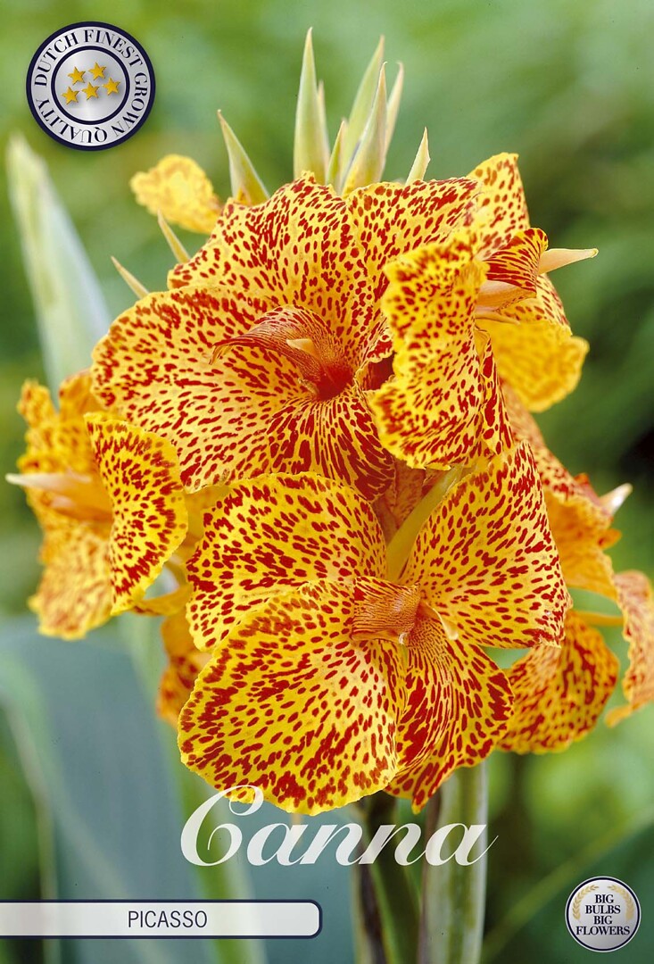 Canna Picasso