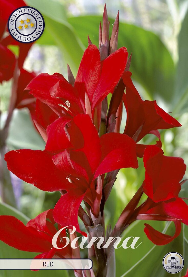 Canna Red