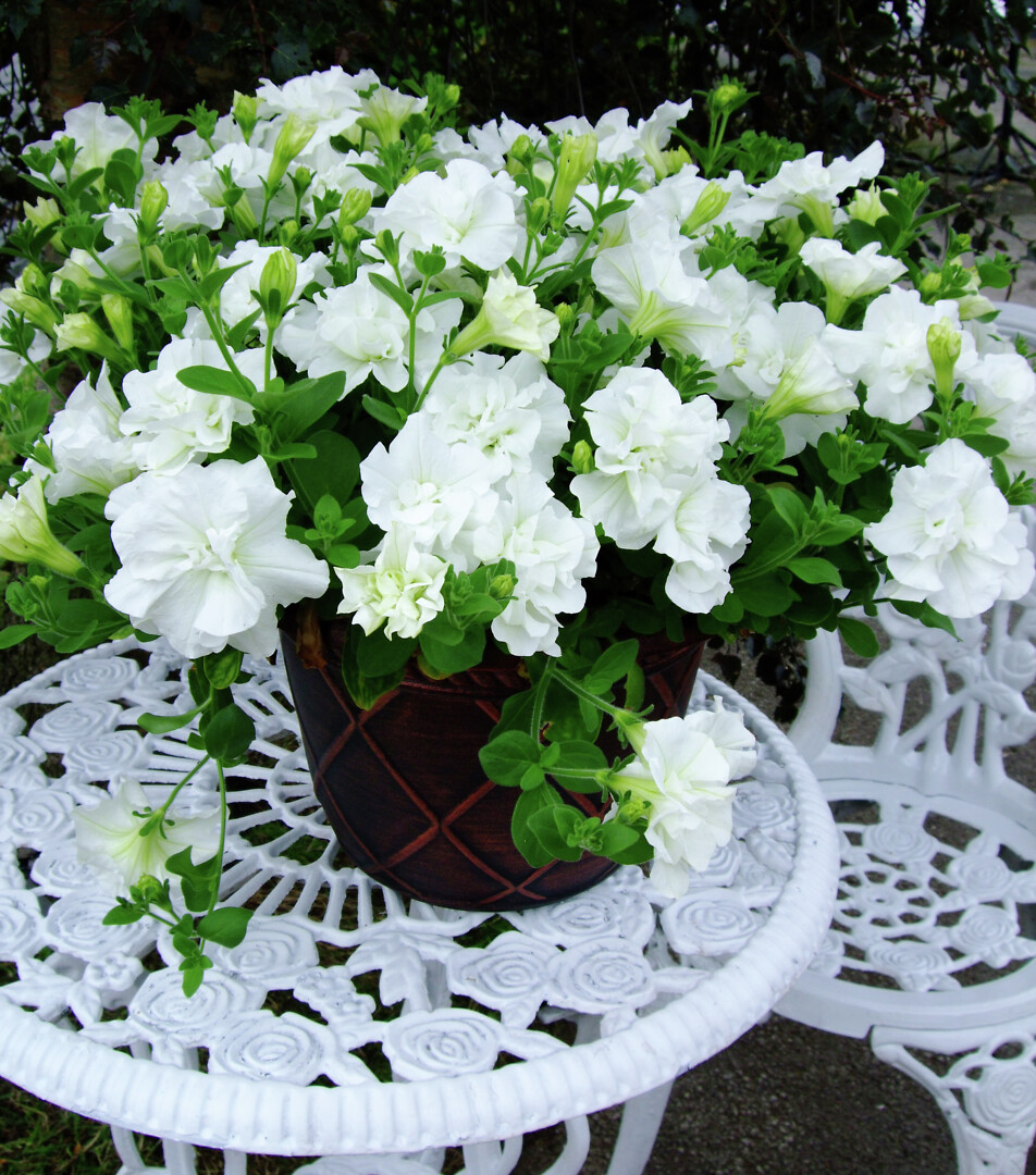 Petunia hybrid Tumbelina® Diana