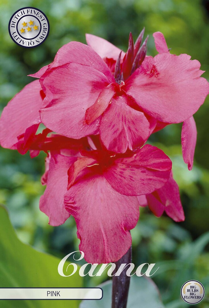 Canna Pink