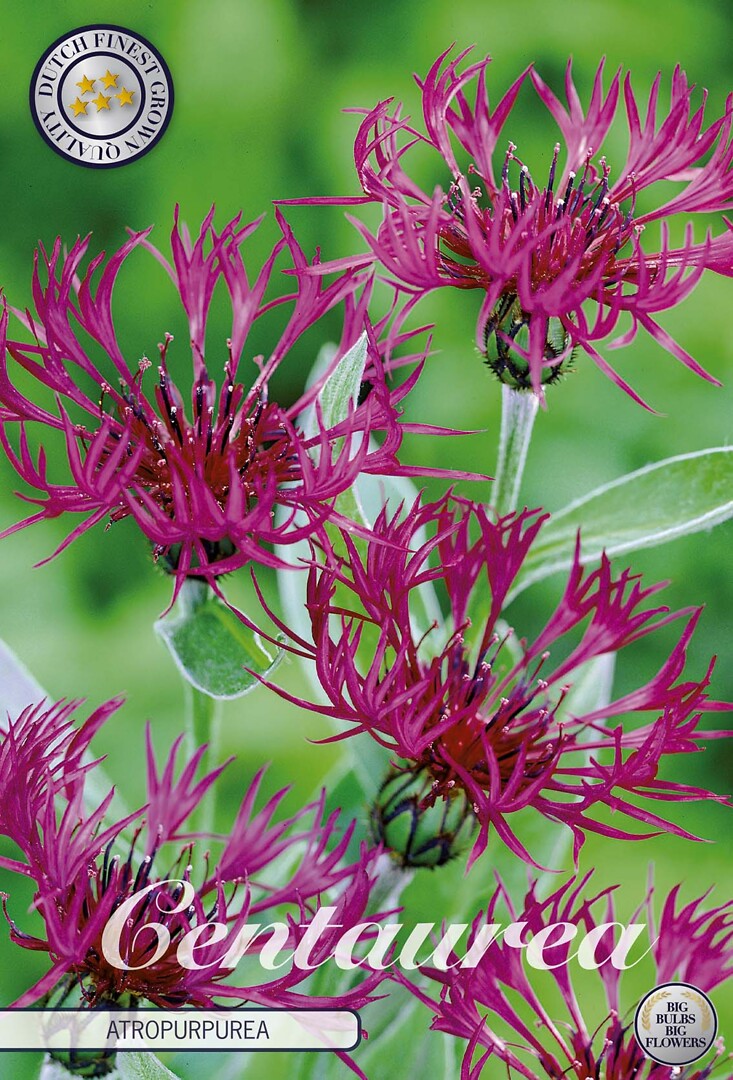 Centaurea Atropurpurea