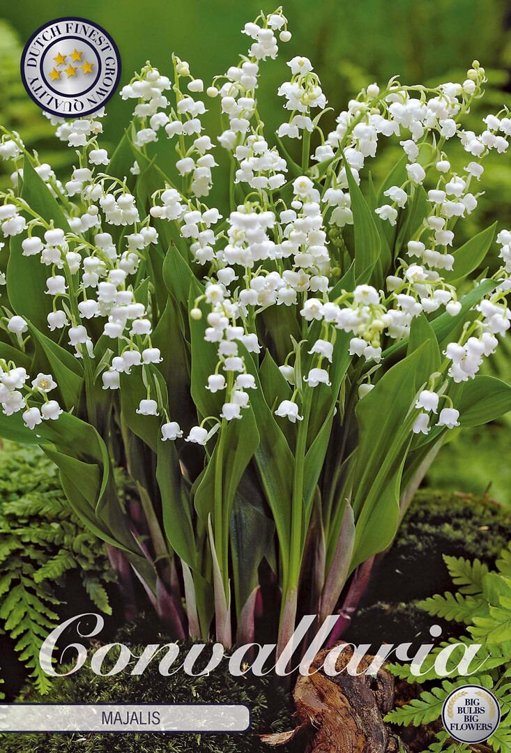 Convallaria Majalis