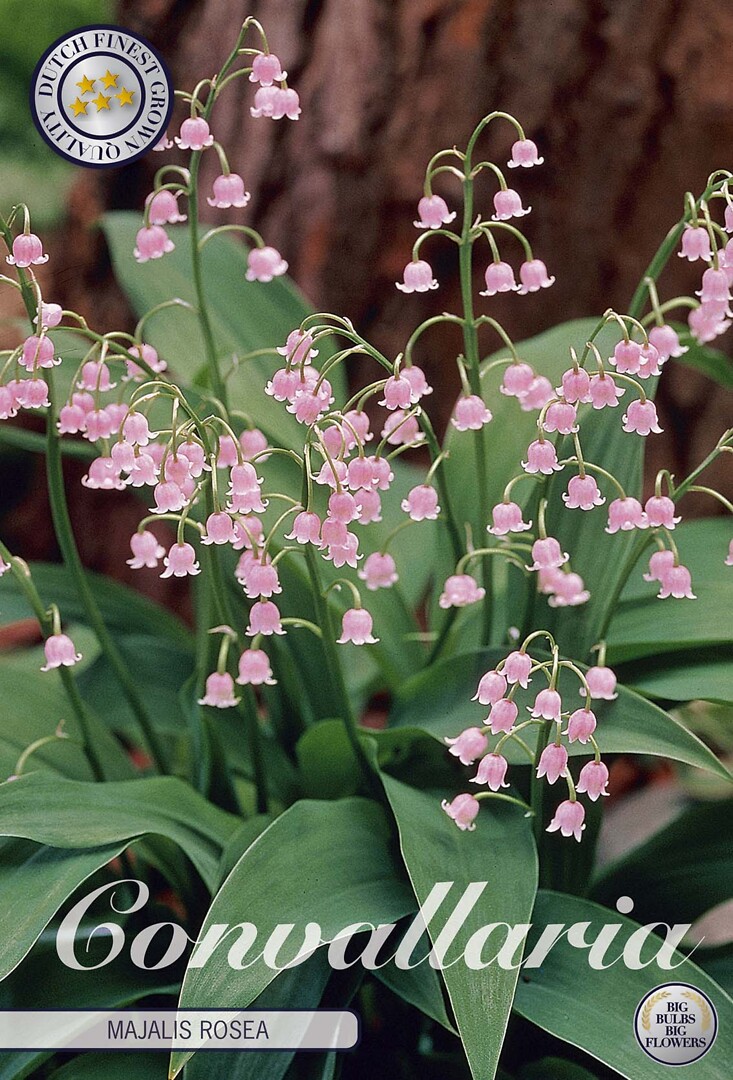 Convallaria Majalis Pink