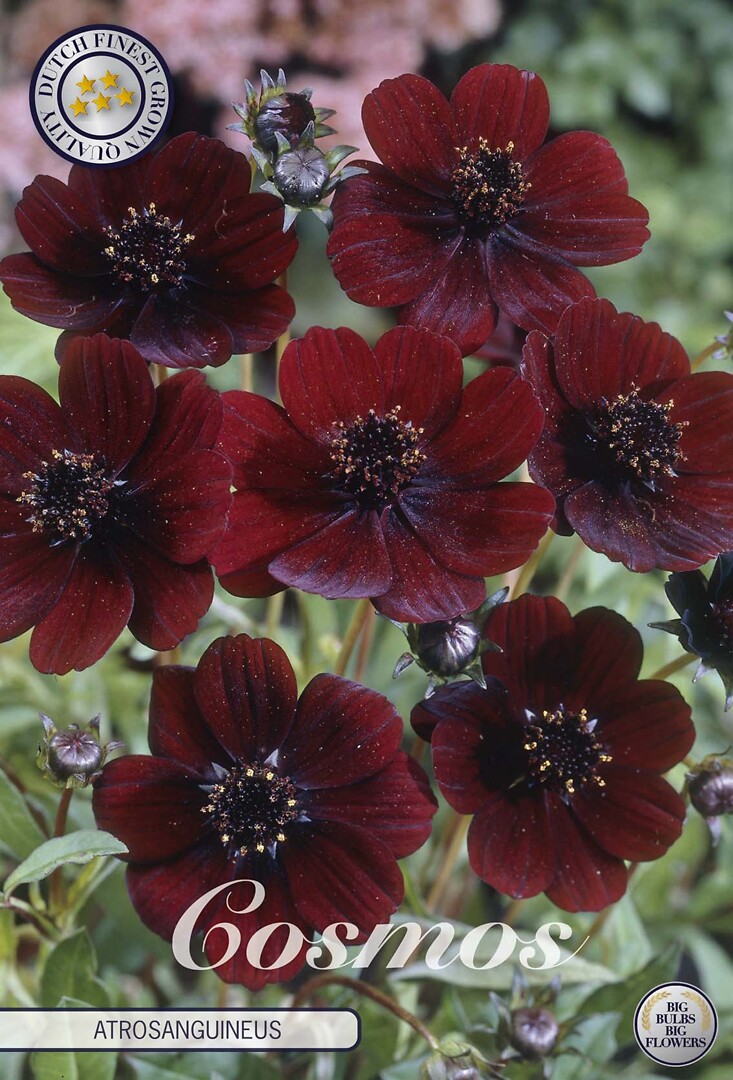 Cosmos Atrosanguineus