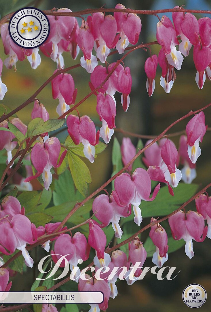 Dicentra Spectabilis
