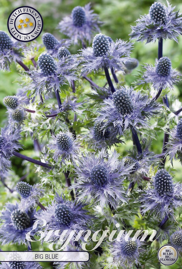 Eryngium Big Blue