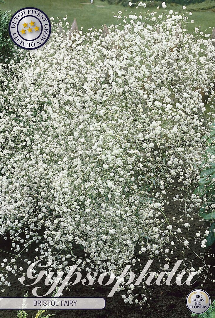 Gypsophila B. Fairy