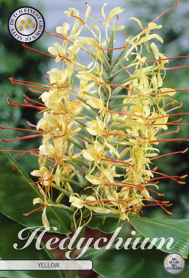 Hedychicum Yellow