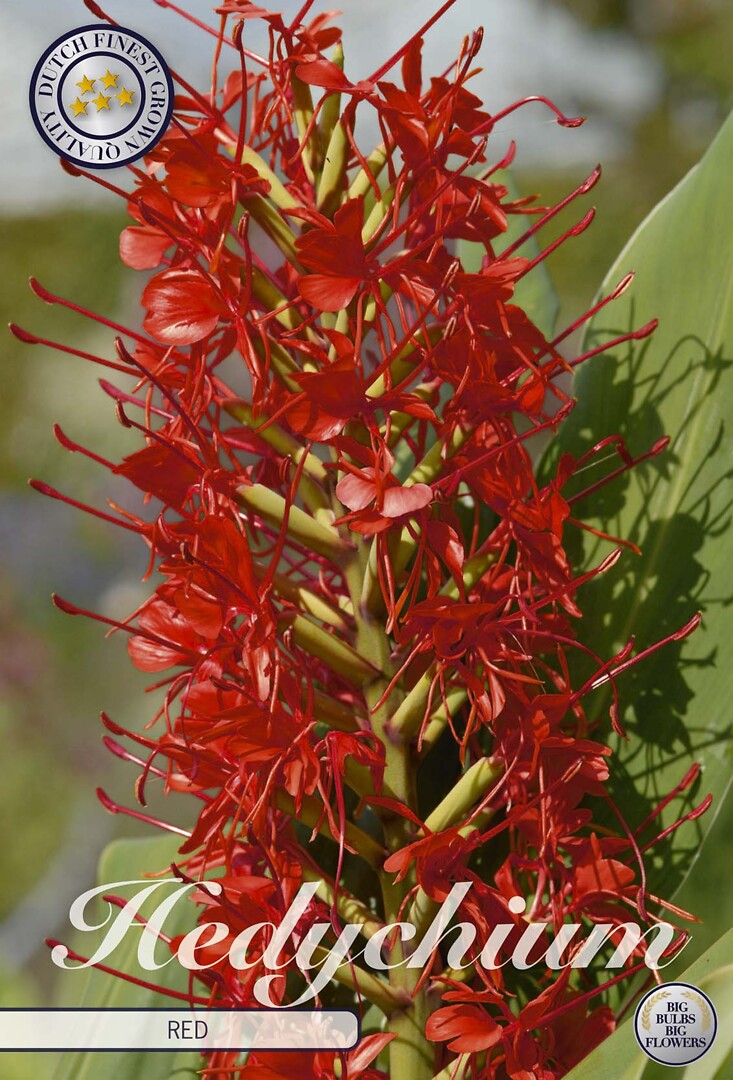 Hedychicum Red