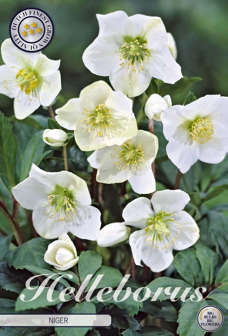 Helleborus Niger
