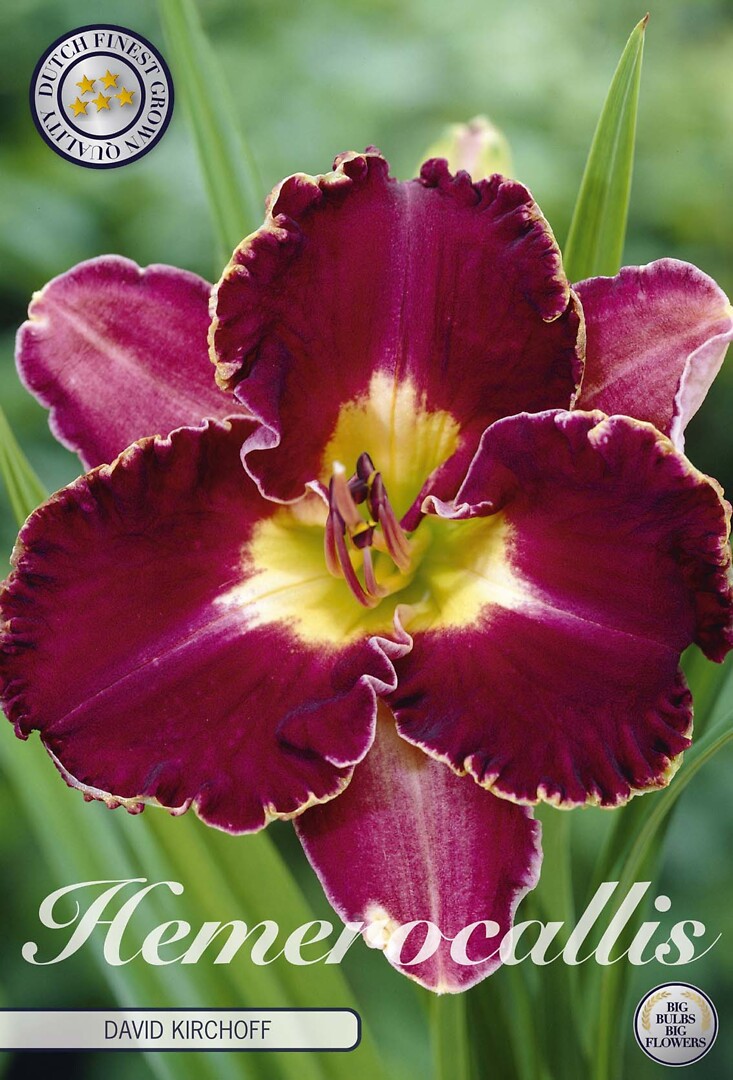 Hemerocallis David Kirchoff
