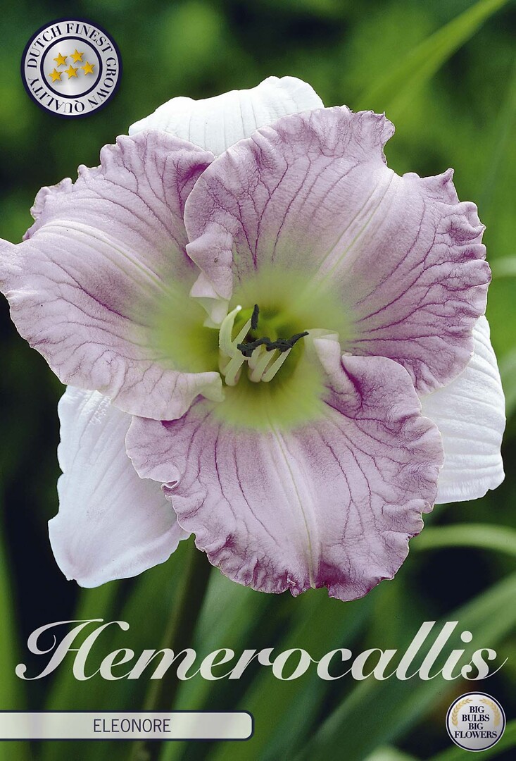 Hemerocallis Ellonore