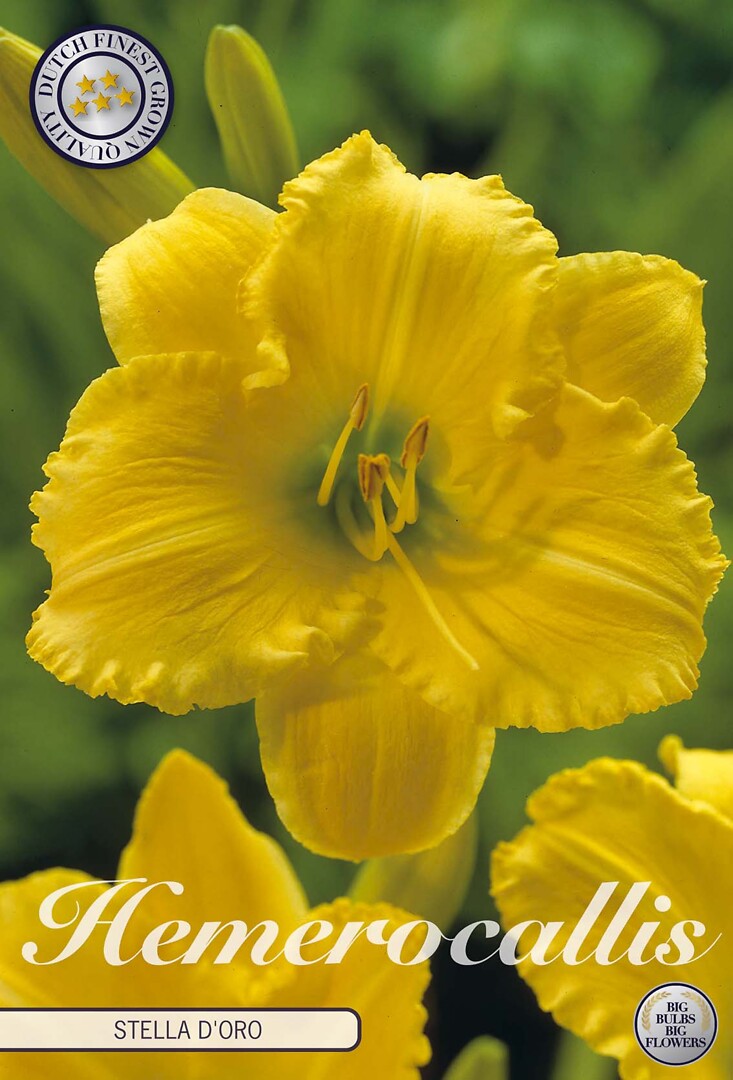 Hemerocallis Stella D'Or