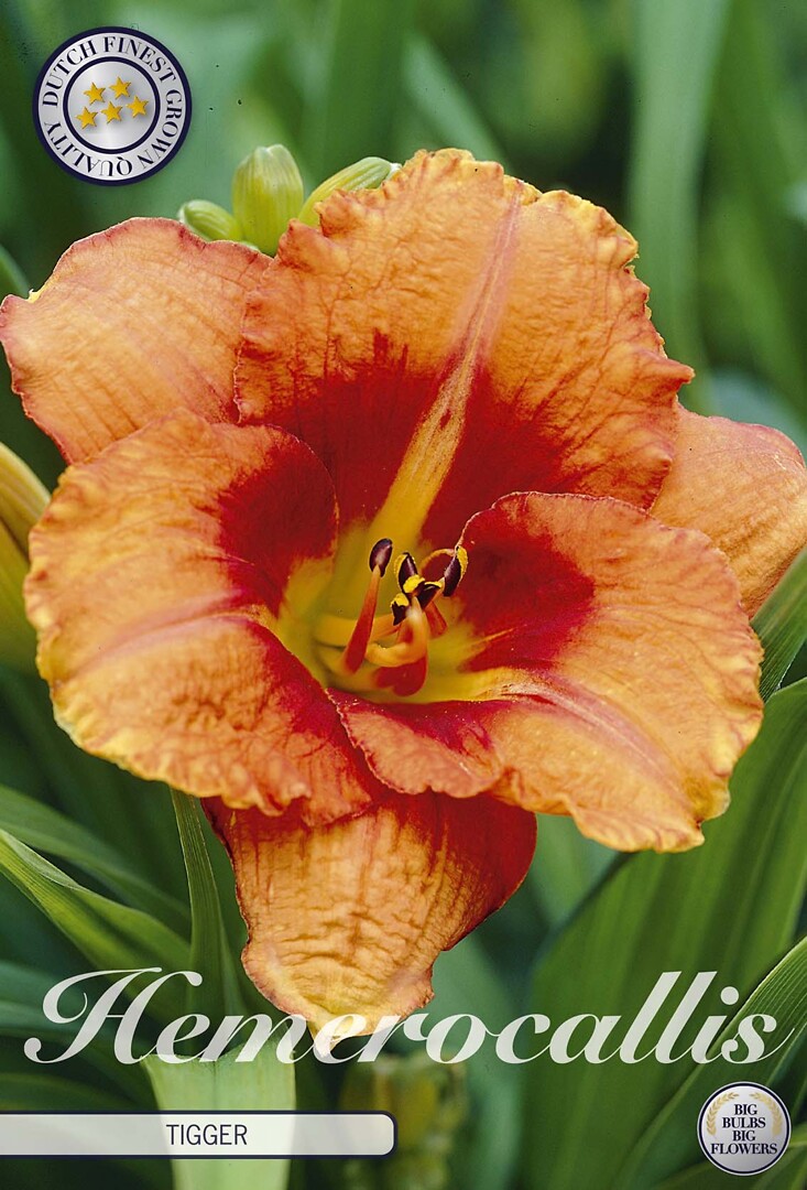 Hemerocallis Tigger