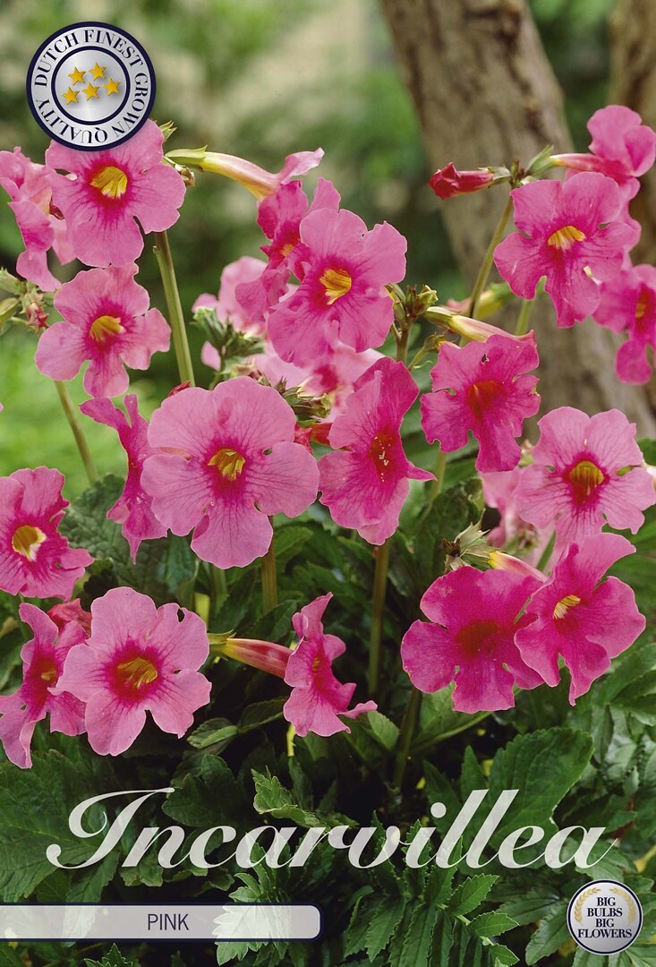 Incarvillea Pink