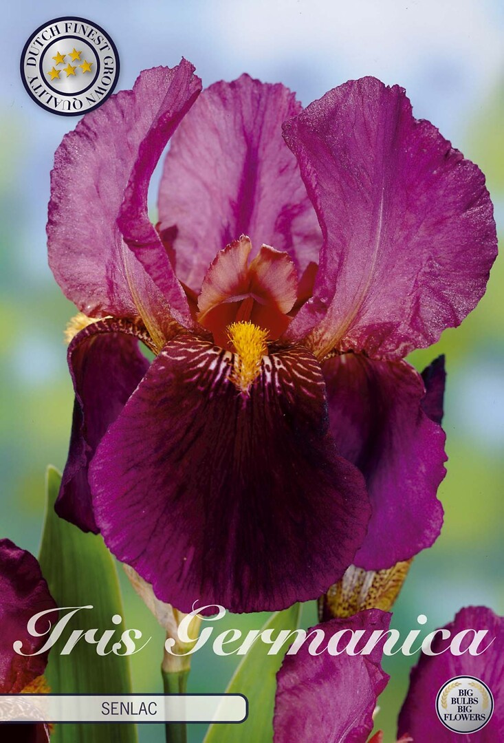 Iris Germanica Senlac