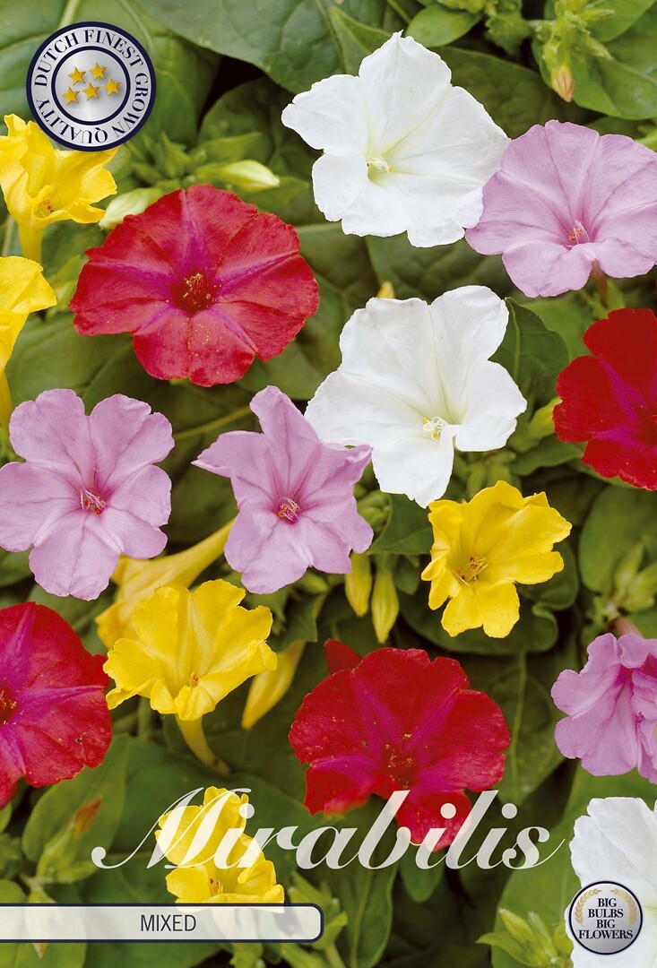 Mirabilis Jalapa Mixed