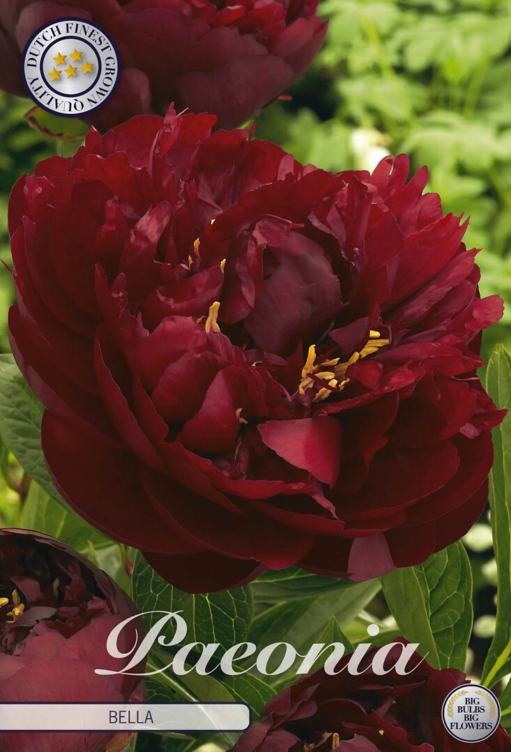 Paeonia Bella