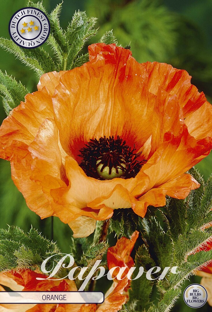 Papaver Oriental Pinnacle