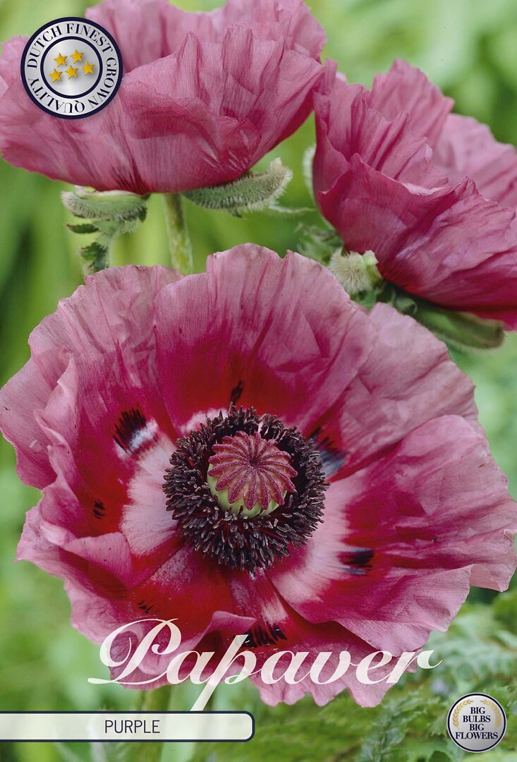 Papaver Patty`S Plum