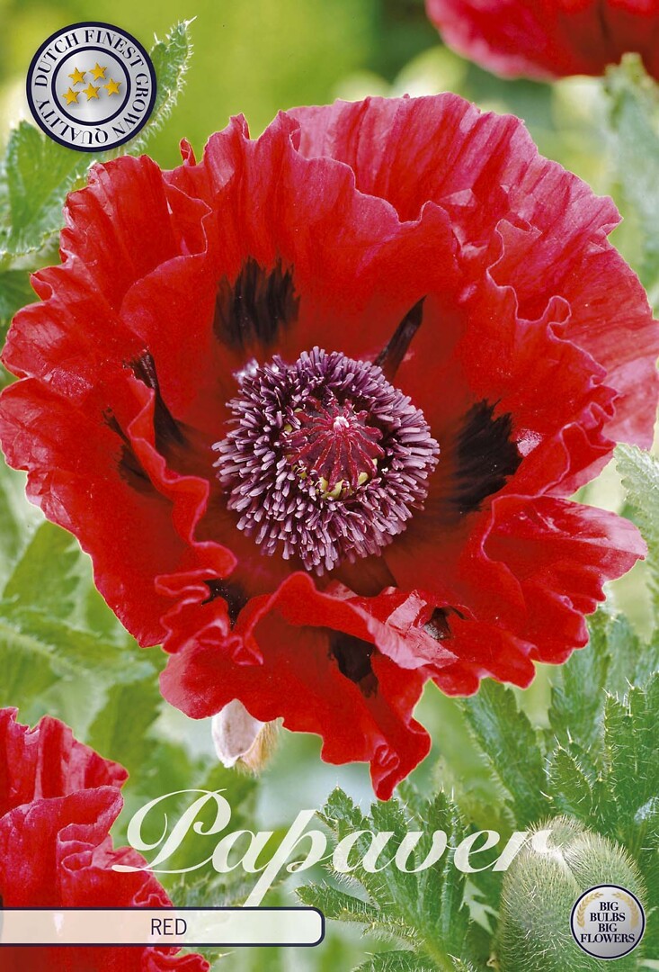 Papaver Red