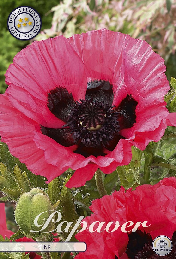 Papaver Mouling Rouge