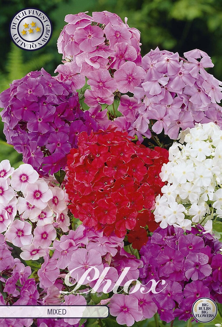 Phlox Mixed