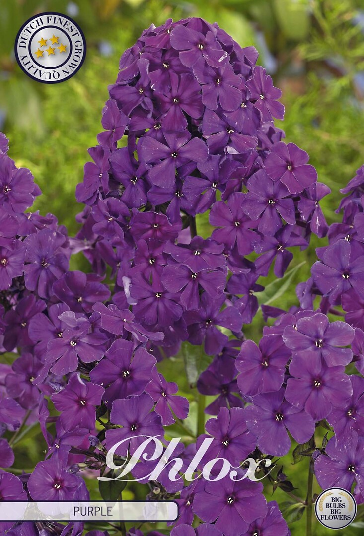 Phlox Purple