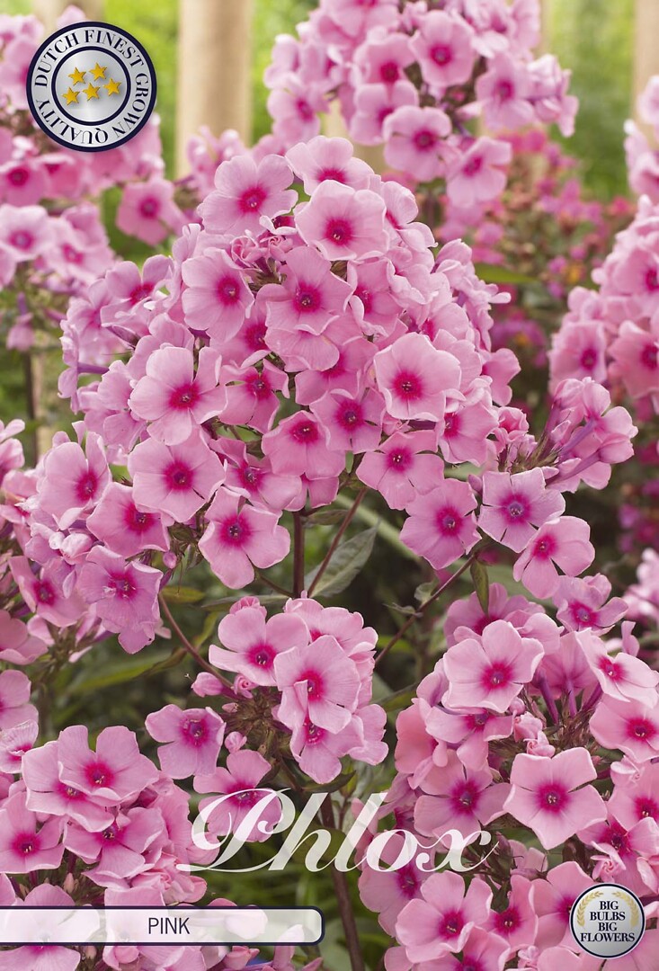 Phlox Pink