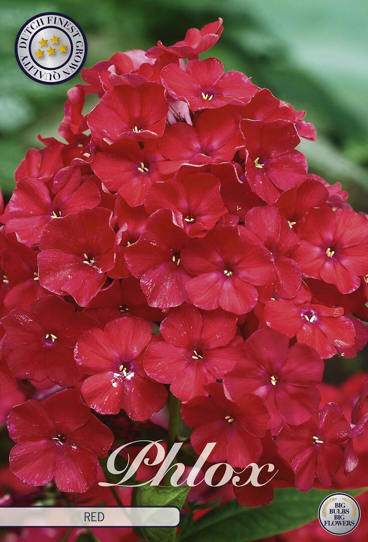 Phlox Red