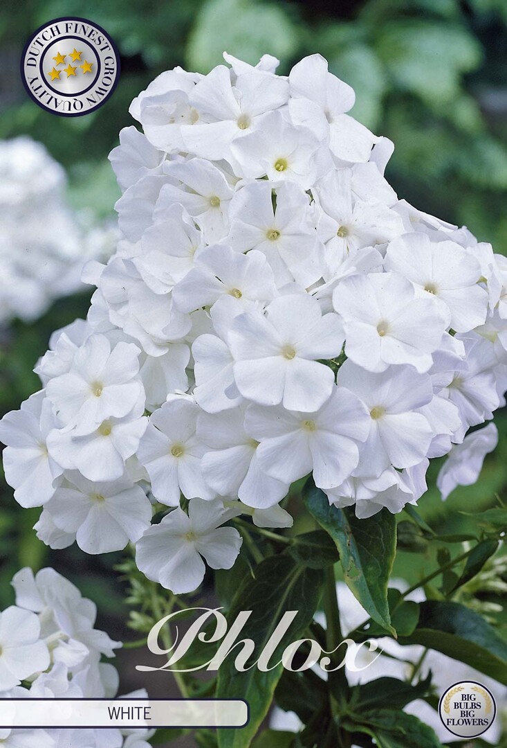 Phlox White