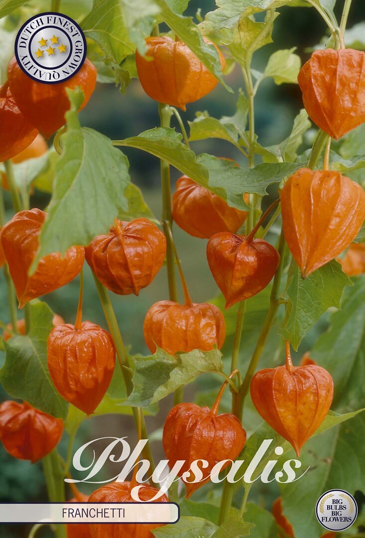 Physalis Orange
