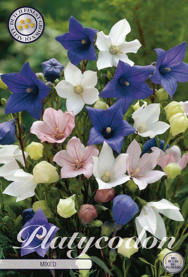 Platycodon Mixed