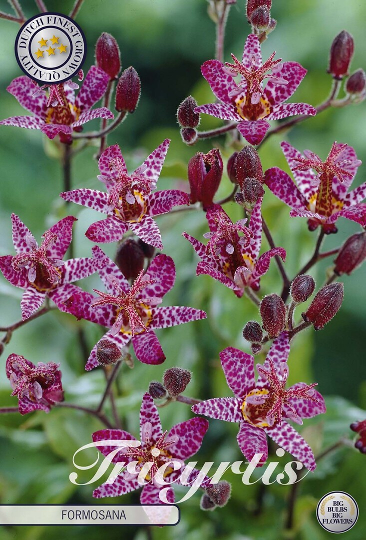 Tricyrtis Formosana