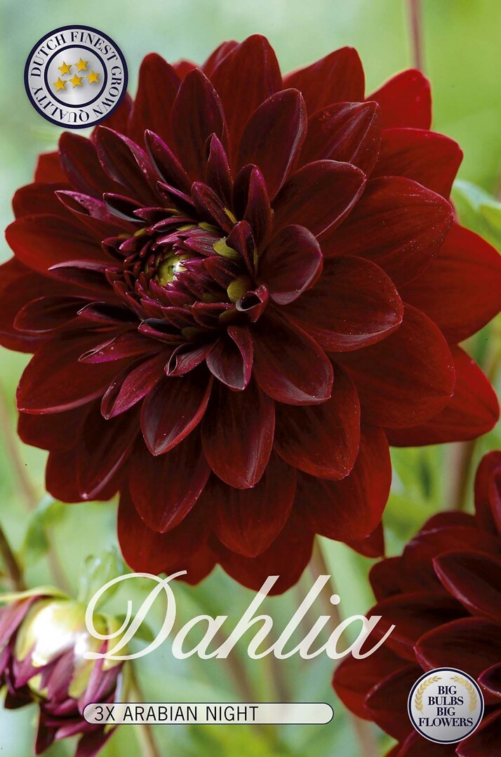 Dahlia Arabian Night