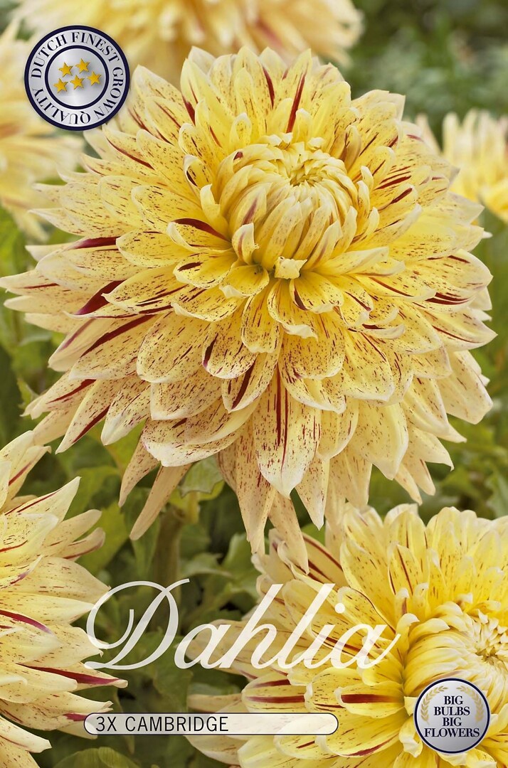Dahlia Cambridge