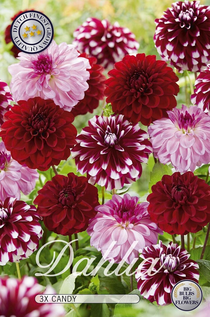 Dahlia Candy